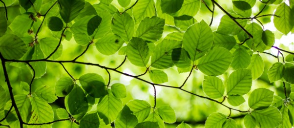 Sustainable Finance: Advocating a Transparent Sustainable Investment Market in an Elevated Environment
