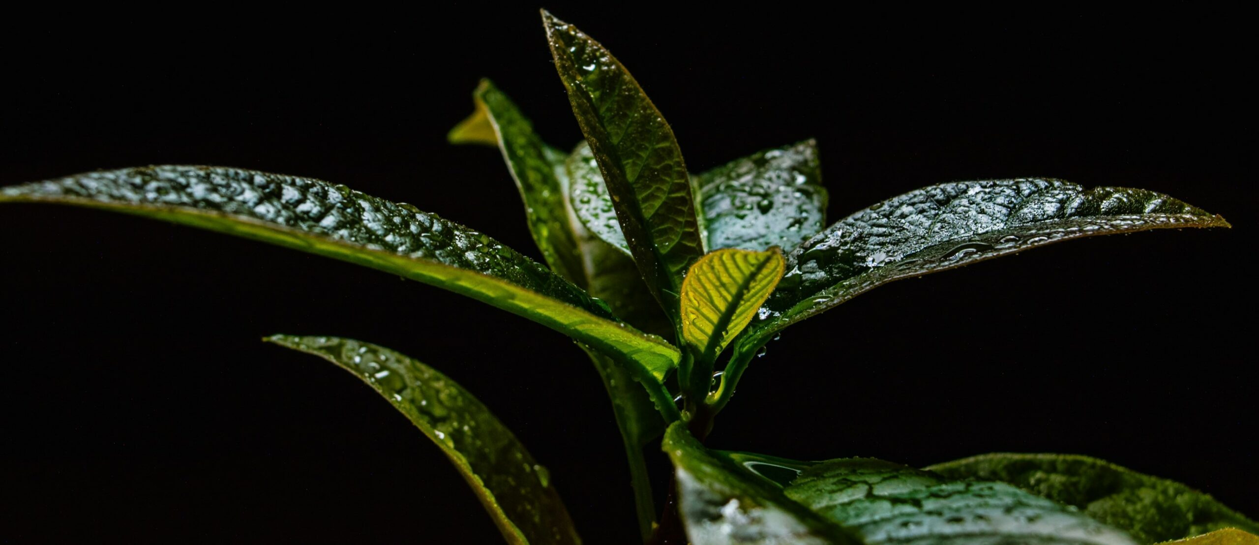Steering and Leveraging the Financial Market to Pursue Carbon Neutrality